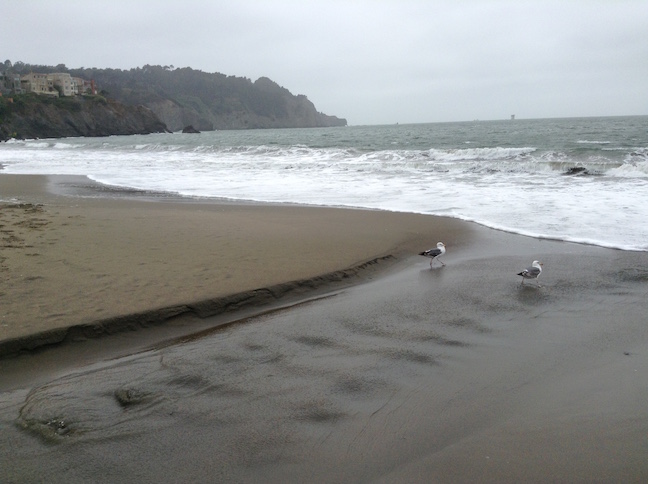 birds at baker beach inlet