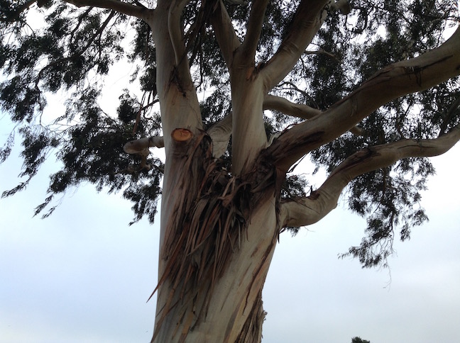 eucalyptus tree at great meadow