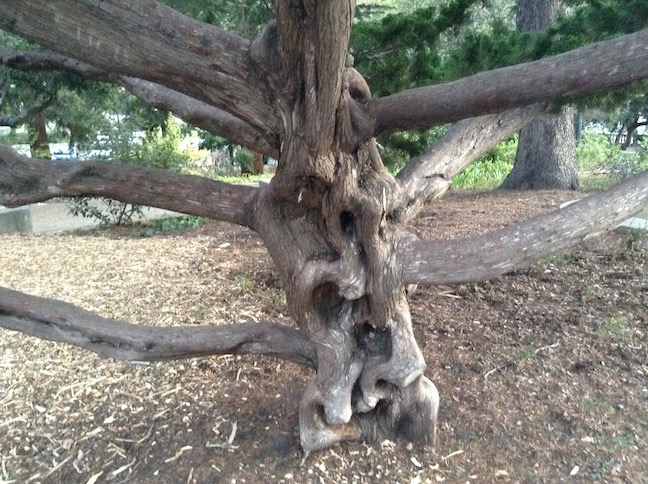 gnarled tree trunk near Wheeler Hall