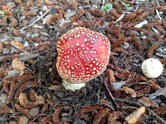 large mushroom on channing