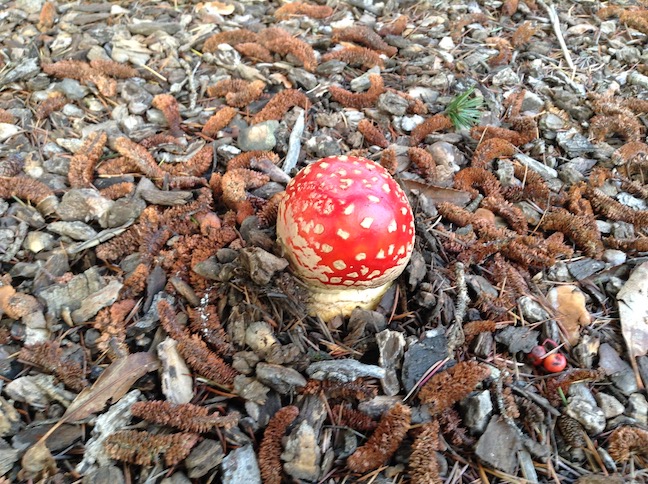 small mushroom on channing
